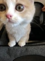 対象動物