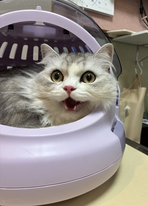 対象動物
